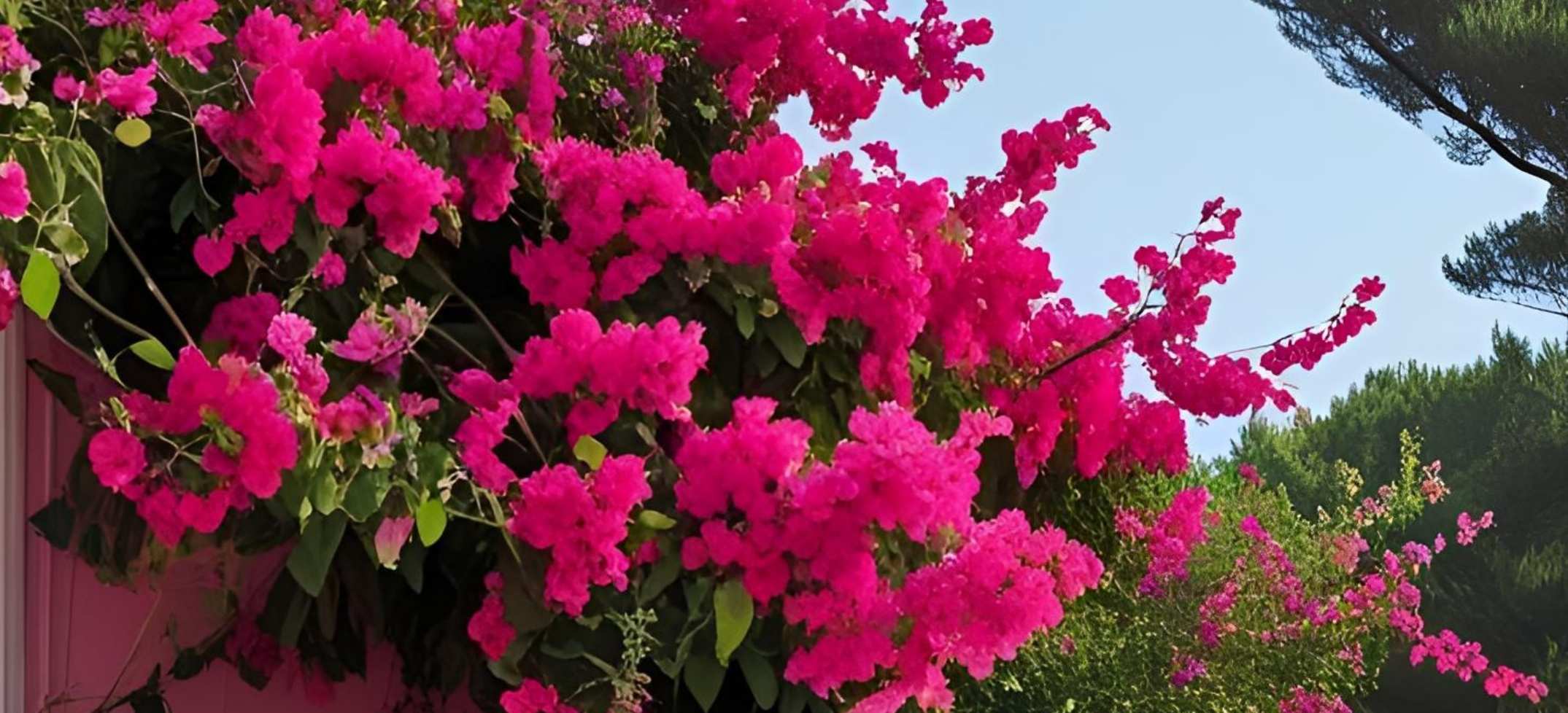 Bougainvillea Revisited