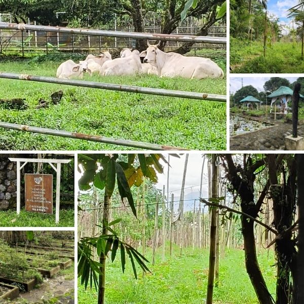 Rows of leafy greens and fragrant herbs as well as a cattle farm and free range chickens roam freely across The Good Food Farm.