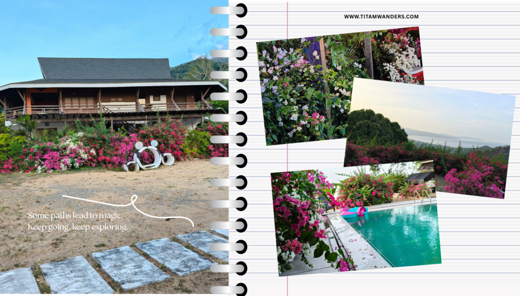 Healthy, multi-colored bougainvilleas, the rich colors that captured the "boisterous welcome" I felt as soon as I stepped into Casa Mayor after almost a year.