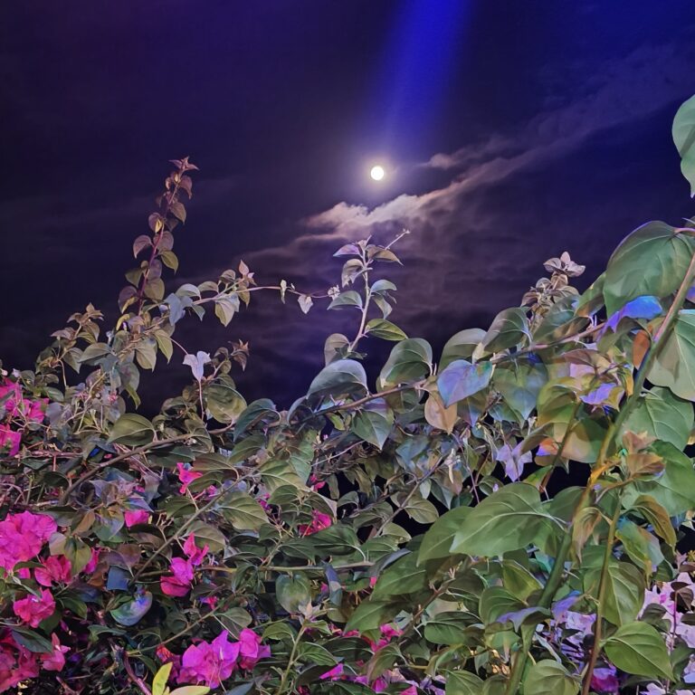 Moonlit Bougainvilleas: Returning to Paluan After a Year
